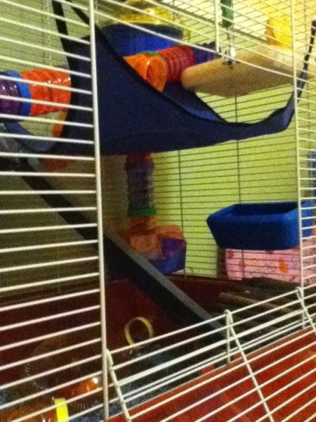 The new cage we got for her...! Yes, it's a ferret cage !