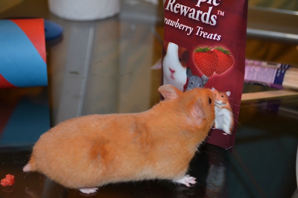 Penny_sniffing_hamster_pic_crop